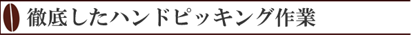 コーヒーのハンドピッキング作業写真